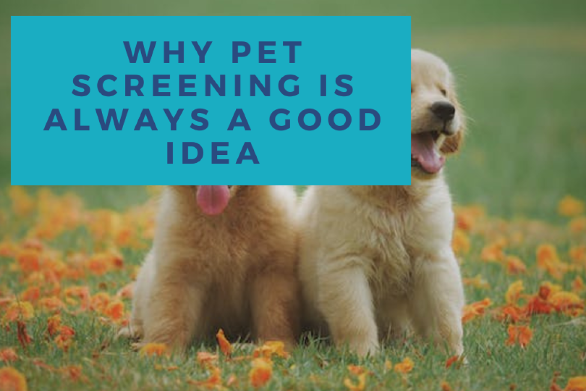 Why Pet Screening is Always a Good Idea