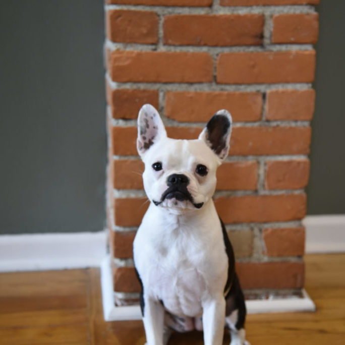 Picture of Millie